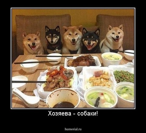 Хозяева - собаки!