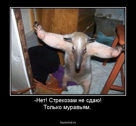 -Нет! Стрекозам не сдаю! Только муравьям.