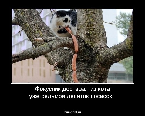 Фокусник доставал из кота уже седьмой десяток сосисок.