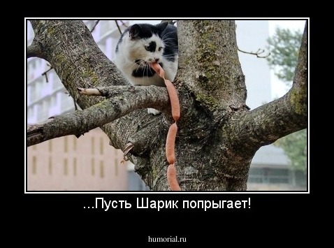 ...Пусть Шарик попрыгает!