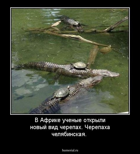 В Африке ученые открыли новый вид черепах. Черепаха челябинская.