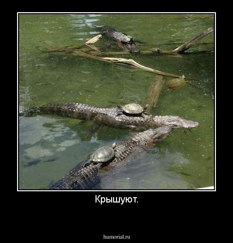 Крышуют.
