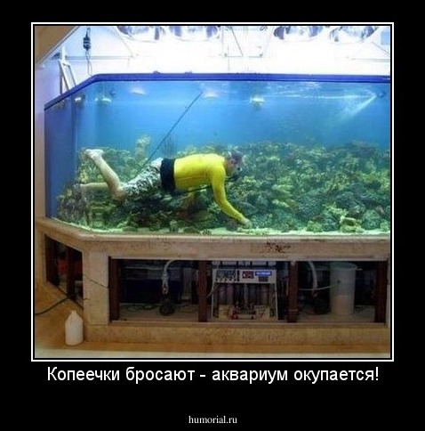 Копеечки бросают - аквариум окупается!