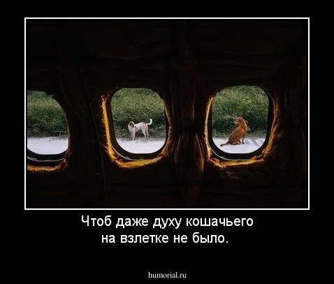 Чтоб даже духу кошачьего на взлетке  не было.
