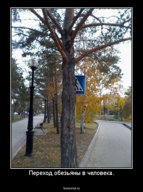 Переход обезьяны в человека.