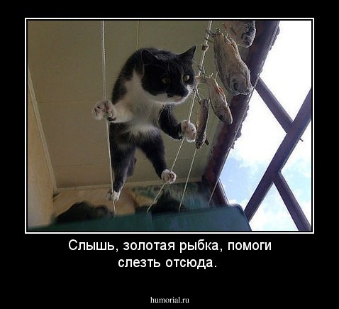 Слышь, золотая рыбка, помоги слезть отсюда. 