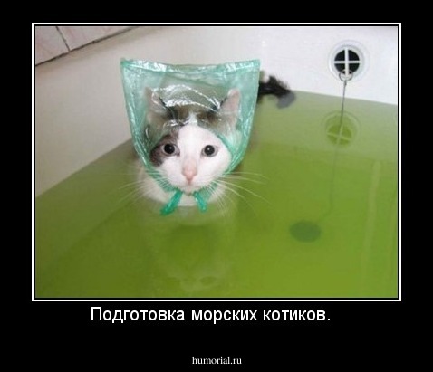 Подготовка морских котиков.  