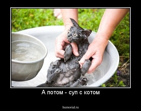 А потом - суп с котом