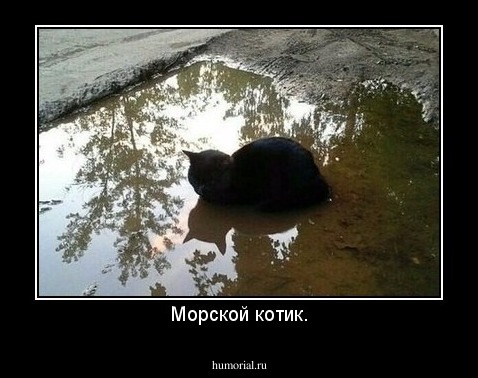 Морской котик.