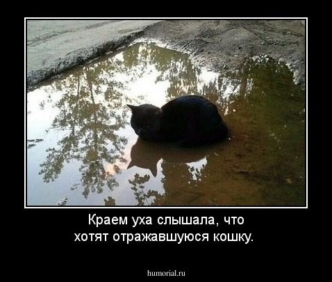 Краем уха слышала, что хотят  отражавшуюся кошку.