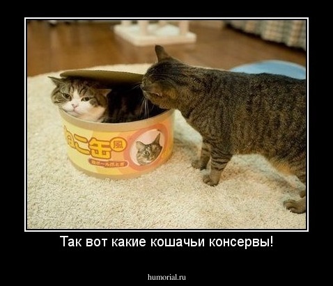Так вот какие кошачьи консервы!