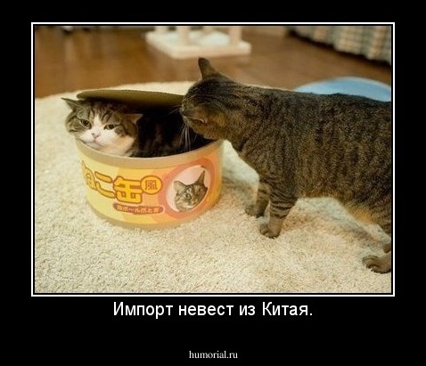 Импорт невест из Китая.