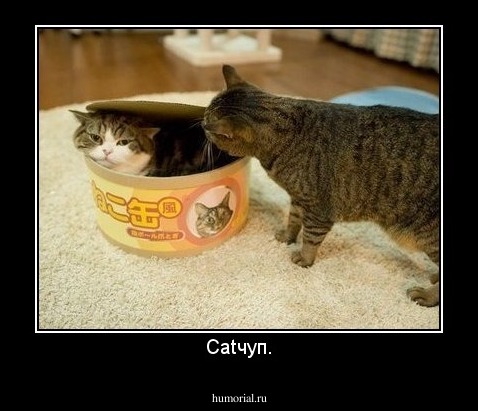 Catчуп.