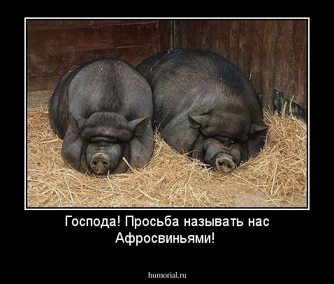 Господа! Просьба называть  нас Афросвиньями!