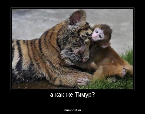 а как же Тимур?