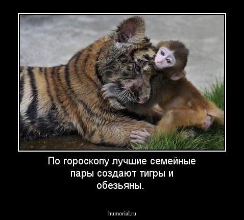 По гороскопу лучшие семейные пары создают тигры и обезьяны.