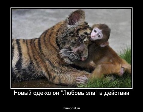 Новый одеколон "Любовь зла" в действии