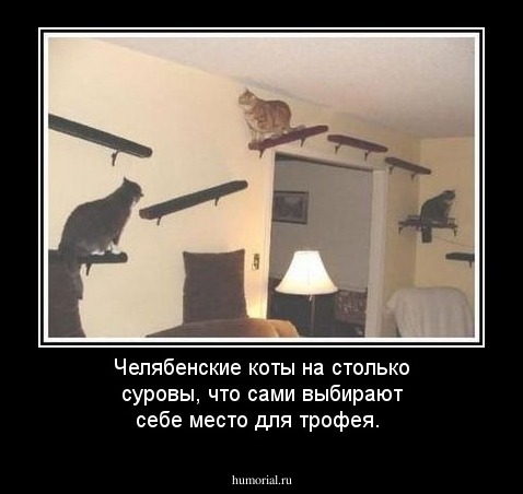 Челябенские коты на столько суровы, что сами выбирают себе место для трофея.