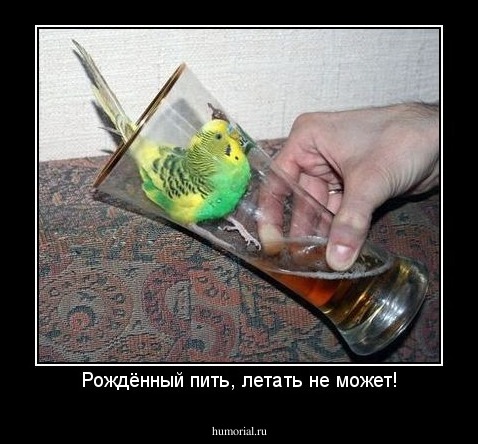 Рождённый пить, летать не может!