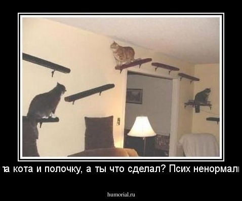 Я хотела кота и полочку, а ты что сделал? Псих ненормальный!!! 