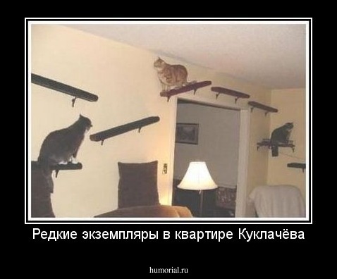 Редкие экземпляры в квартире Куклачёва