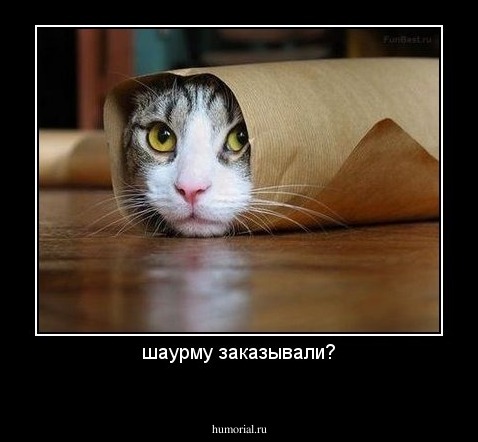шаурму заказывали?
