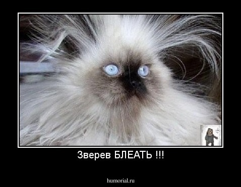Зверев БЛЕАТЬ !!!