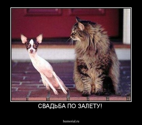 СВАДЬБА ПО ЗАЛЕТУ! 