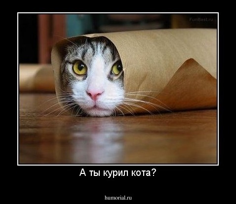 А ты курил кота?
