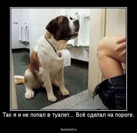Так я и не попал в туалет... Всё сделал на пороге.