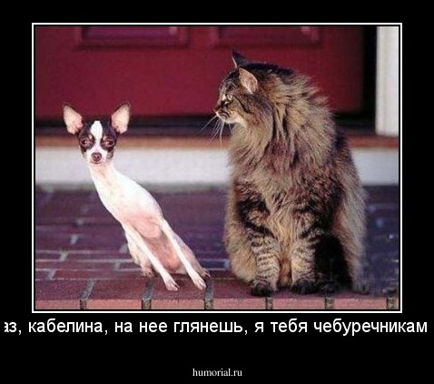 еще раз, кабелина, на нее глянешь, я тебя чебуречникам сдам!!