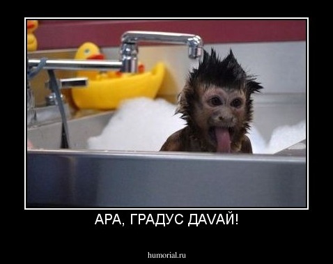 АРА, ГРАДУС ДАVАЙ!
