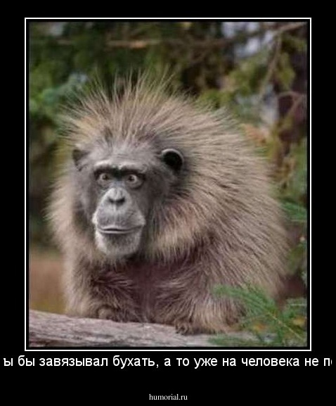 Батя ты бы завязывал бухать, а то уже на человека не похож...