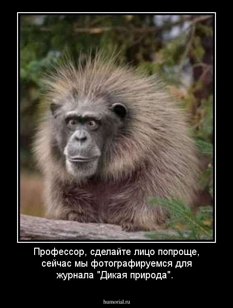 Профессор, сделайте лицо попроще, сейчас мы фотографируемся для журнала "Дикая природа".