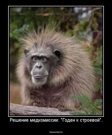 Решение медкомиссии: "Годен к строевой".