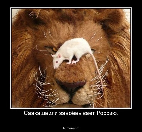 Саакашвили завоёвывает Россию.