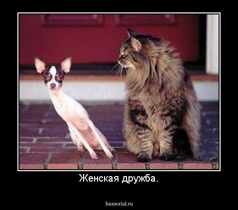 Женская дружба.