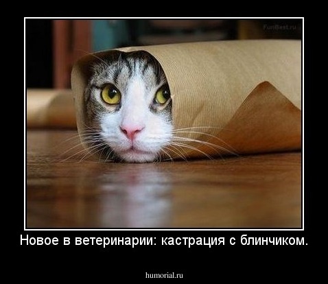 Новое в ветеринарии: кастрация с блинчиком.