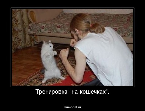 Тренировка "на кошечках".