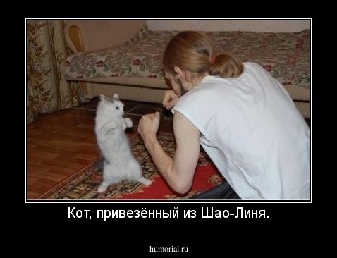 Кот, привезённый из Шао-Линя.