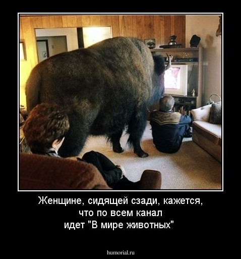 Женщине, сидящей сзади, кажется, что по всем каналам идет "В мире животных"