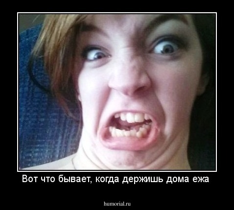Вот что бывает, когда держишь дома ежа 