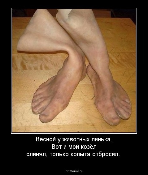 Весной у животных линька. Вот и мой козёл слинял, только копыта отбросил.