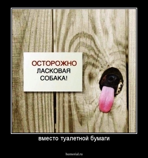 вместо туалетной бумаги