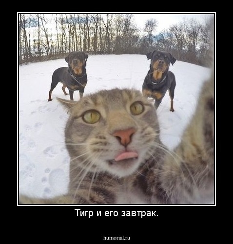 Тигр и его завтрак.