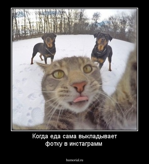 Когда еда сама выкладывает фотку в инстаграмм