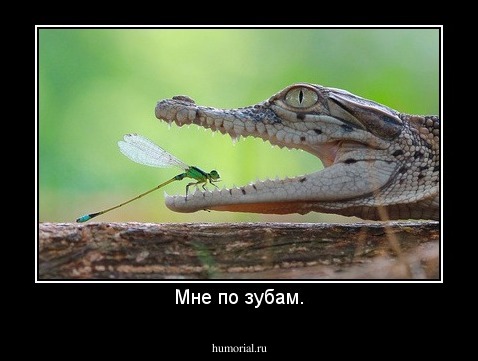 Мне по зубам.