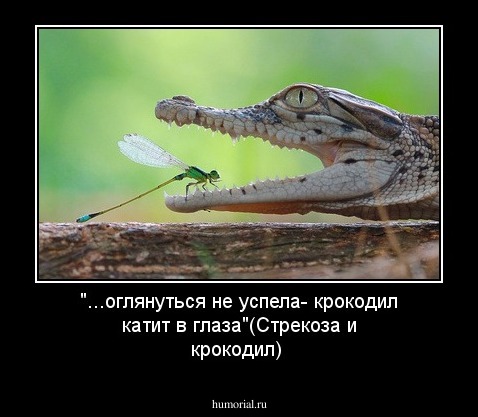 "...оглянуться не успела- крокодил катит в глаза"(Стрекоза и крокодил)