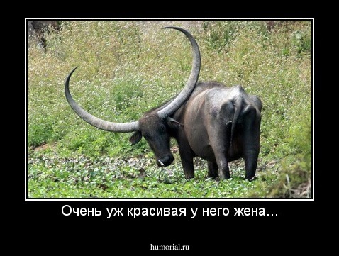 Очень уж красивая у него жена...