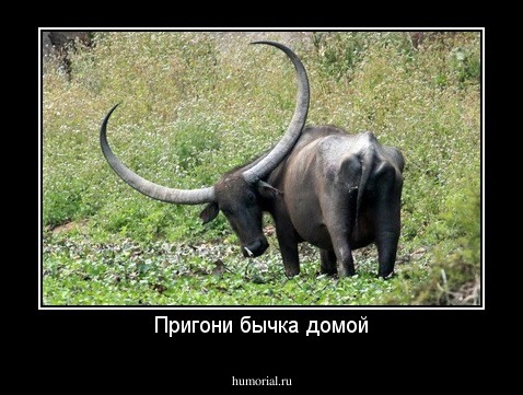 Пригони бычка домой
